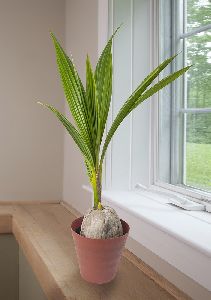 coconut plant