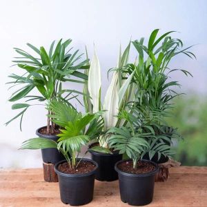 Palm Plant, For Plantation, Packaging Type : Plastic Bag