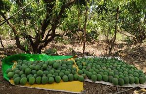 Organic Alphonso Mango (Devgad Hapus)