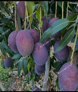 Black Stone mango plants