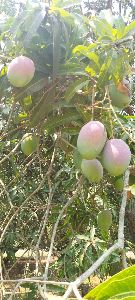Sundari Mangoes