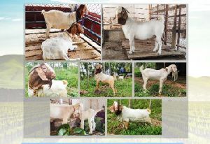 Boer goat for breeding