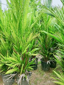 Red palm plant