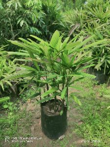 rhapis palm plant