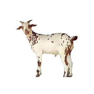 Barbari Goat Meat