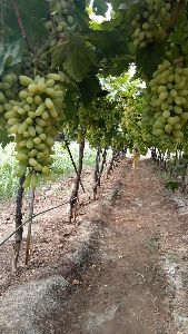 fresh Grapes for my own farm 70-80 per kg