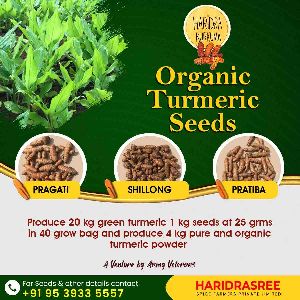 Turmeric Seed Lakadong