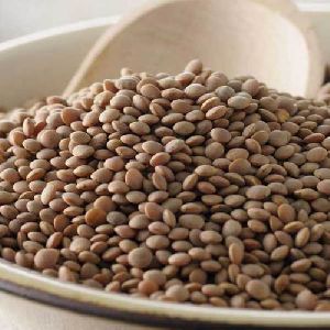 Brown Lentils