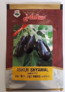 Brinjal Seeds Ankur shyaml (10)