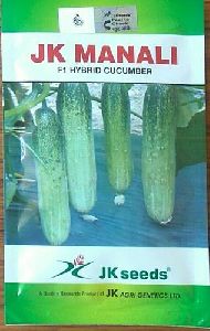 cucumber jk manali seeds