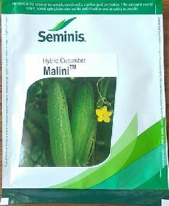 Cucumber Malini Seeds