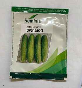 Cucumber seminis sv 5455 cq hybrid seed