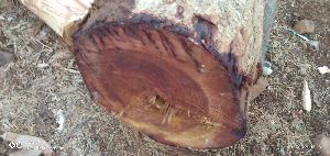 Rad sandalwood logs
