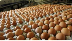 fresh eggs fresh eggs