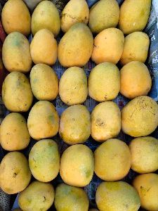 Fresh Himsagar Mango