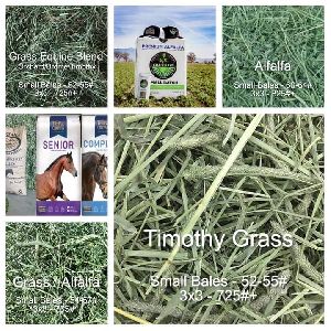 Timothy grass hay