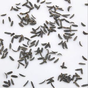 Cineraria Seeds