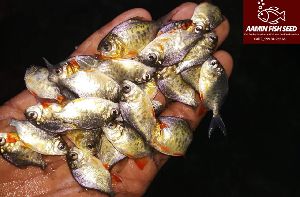 rupchanda fish seed