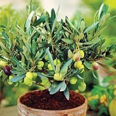 Olive Medium Plant