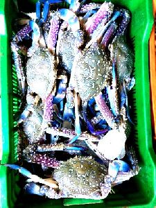 Blue Sea Crab