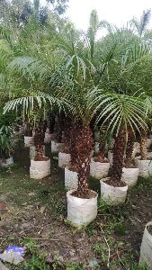 Phonix palm