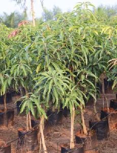 All types Mango Plant