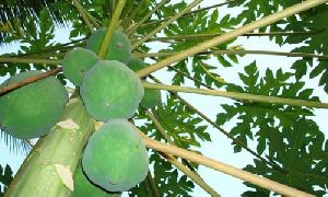 Papaya Fruit Plants