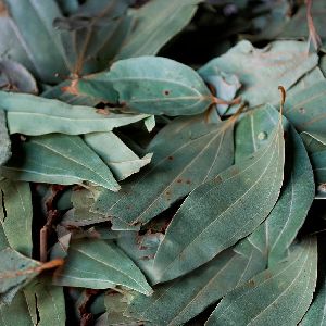 Dry Bay Leaves