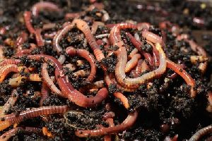 Composting Live Earthworms