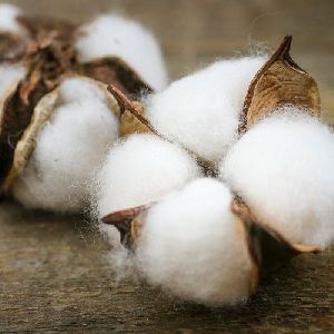 Shankar 6 Raw Cotton