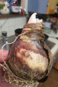 Amaryllis big size flower bulb at best price