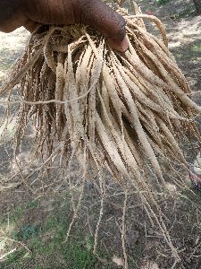 Dried Shatavari Root