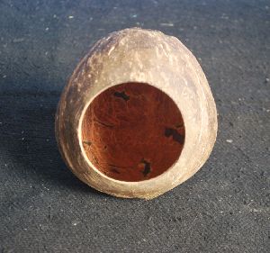 Coconut Shell