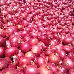 fresh red onion