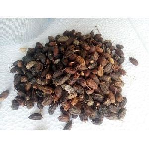 Dry Neem Seed