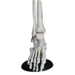 FOOT JOINT Model