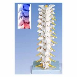 HUMAN THORACIC SPINAL COLUMN