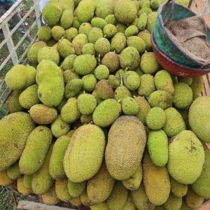 Jack Fruit