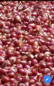 Onion red organic