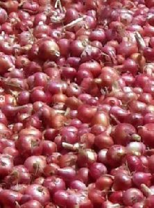 Organic onion red