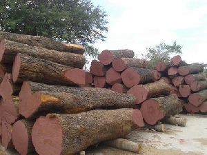 Malabar Neem Wood Logs