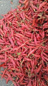 teja red chilli