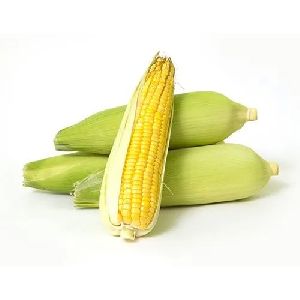Fresh Yellow  Corn