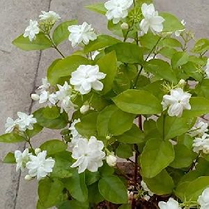 Mogra Flower Plants