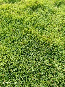 maxican grass