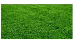 lawn grass natural