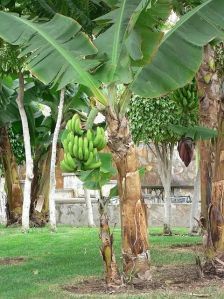 Banana Trunk