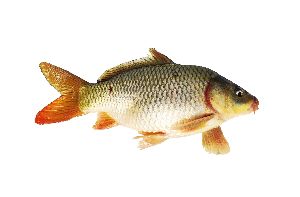 Common Carp Fish