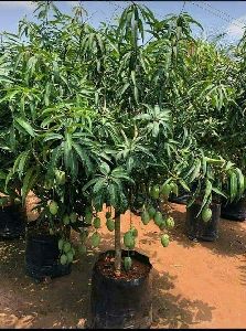 mango plant