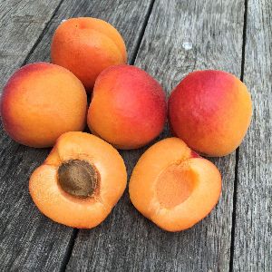 Top Quality Apricots